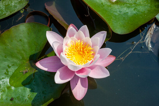 A Coral colored Nymphea (water lily) with shiny green leaves