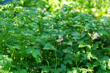 Potato blossom bushes in the field, agriculture industry, growing vegetables.