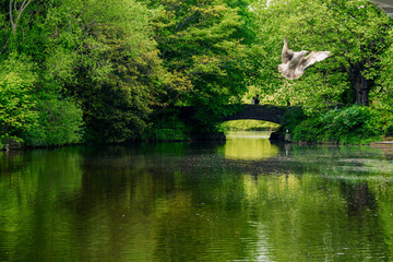 Scene in a town park with lake and lush green trees and meadows. Small bridge over water and birds. Public place for relaxation and connection to nature. Warm sunny day and blue cloudy sky.