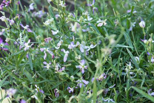 Mattiola flowers blooming in the garden. Beautiful natural floral background.