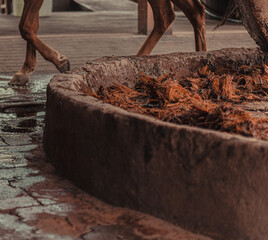Molino de piedra tirado a caballo para preparar mezcal y tequila