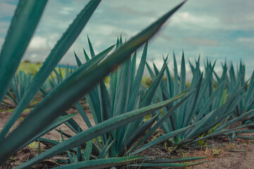 Campos de agave espadín en Oaxaca México - obrazy, fototapety, plakaty
