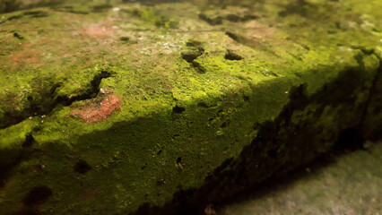 close up texture of green moss on old bricks. abandoned buildings.