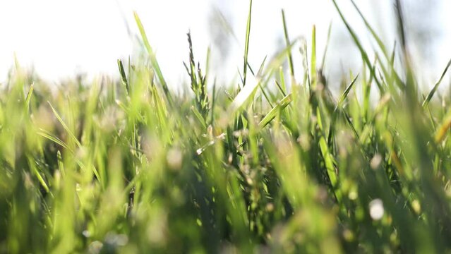 Grasses or crops swaying in the wind from ground level. Nature background video. Ecology or environment or carbon net zero or carbon neutrality concept.