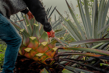 Jima de agave espadín 