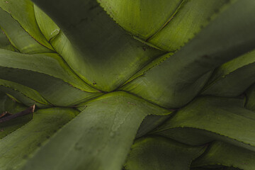 Agave espadín Oaxaqueño