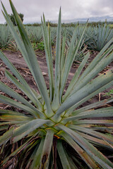 Campo de agave para destilar mezcal y tequila