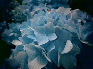 水色アジサイ
