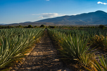 Campos de agave espadín en Oaxaca México