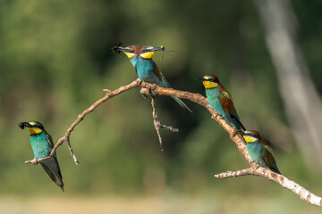 The bee-eaters land on a branch near their nests often with an insect in their beak