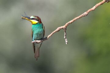 The bee-eaters land on a branch near their nests often with an insect in their beak