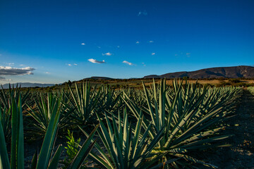Campo de agave espadín para destilado mezcal y tequila