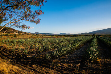 Campo de agave espadín para destilado mezcal y tequila