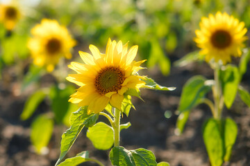 Beautiful sunflowers field in the evening sunset. Selective focus.