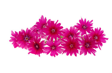 Phlox Drummond isolated