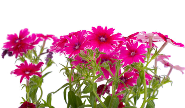 Phlox Drummond isolated