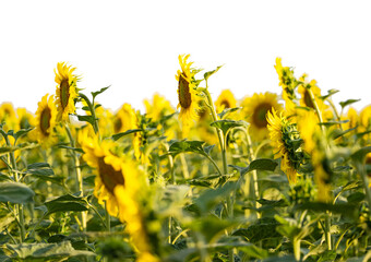 sunflower flowers