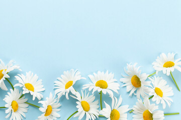 Fototapeta premium Chamomile garden flowers on blue background
