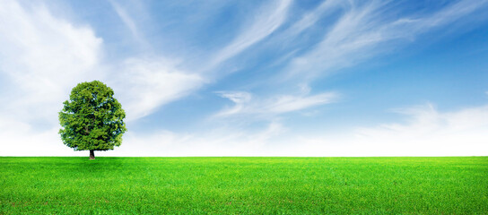 Obraz na płótnie Canvas Green grass field, tree and blue sky
