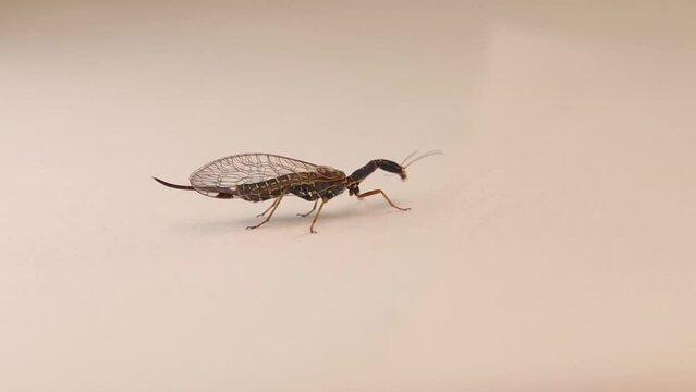 Snakefly has a long neck (Raphidiodea).
Insect isolated on a white background.
Closeup bug cleaning itself.
fly Insects, bugs details
Garden wildlife, Wild nature.
Animals, animal