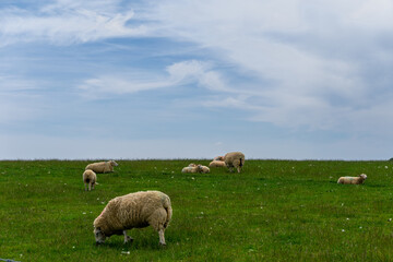Fototapeta premium white sheep with thick coats of wool grazing on a green meadow under a blue sky with copy space