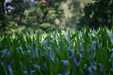 Cornfield with growing plants surrounded by trees