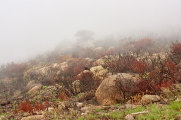 Aftermath of a bushfire on lions head mountain, cape town, south africa. Smog and smoke covering a hillside after global warming fire destroyed the environment. Climate change is affecting nature