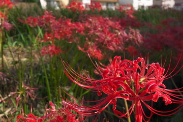 赤い彼岸花のクローズアップ
