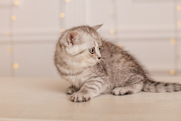 verängstigtes graues kätzchen schaut weg