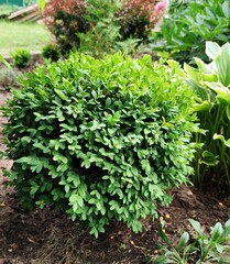 Buxus, boxwood is an evergreen shrub in the shape of a ball.