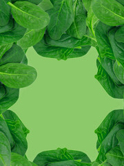 Baby spinach leaves on green background. Organic food. Place for text.
