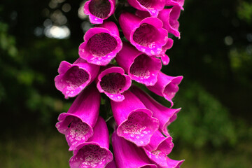 pink foxglove flowers in woodland © James
