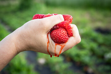 Buy local. Strawberries squeezed in the palm of the hand, the juice runs down the hand