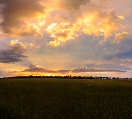 Panoramic sunset over a ripening wheat field