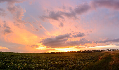 Obraz na płótnie Canvas Panoramic sunset over a ripening wheat field