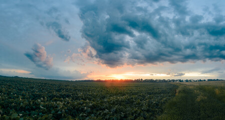 Panoramic sunset over a ripening wheat field