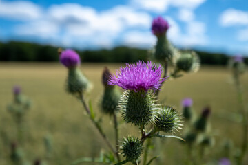 Blühende Distel vor Feld