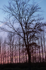 Silhouette of trees, forest with bare branches in the evening against blue and purple sky. Winter scenery of nature landscape. Big dry trees with no leaves on a empty field in nature