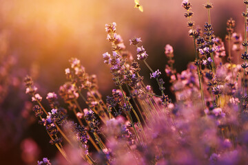 close up of bushes lavender blooming scented fields on sunset. lavender purple aromatic flowers at...