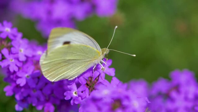 low motion Beautiful white butterfly sitting on purple flowers in a garden