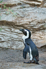 Obraz premium Penguin on rocks. Small water bird. Black and white plumage of sea bird. Animal