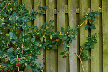 Green creeping plant growing on a wooden fence outside for a botanical copy space background. Variegated vines with wild red berries climbing on an old mossy wood wall in a rustic cottage garden
