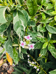 Pseuderanthemum reticulatum flowers are blooming.