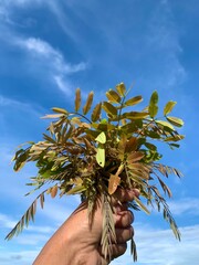 Hand holding leaves of Senna siamea against blue sky.