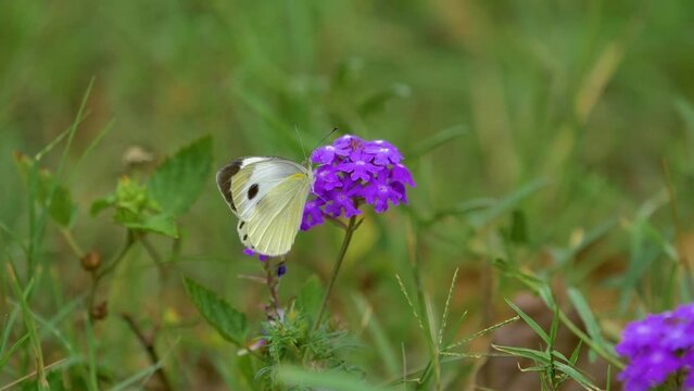 low motion Beautiful white butterfly sitting on purple flowers in a garden