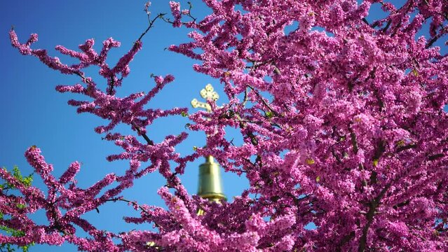 A close-up of pink flowers on Judas tree. Cercis canadensis purple blossom in sunny day. Close-up of Judas tree pink flowers. Selective focus. Nature concept for design.