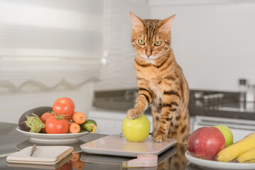 Bengal cat weighs an apple on a kitchen scale.