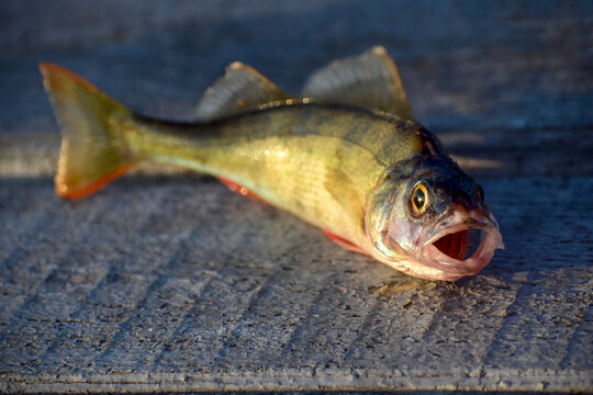 Eye and open mouth of a perch lying on wooden boards in the sunlight close-up, selective focus