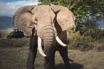 Isolated large adult male elephant (Elephantidae) and wildlife safari jeeps at grassland...
