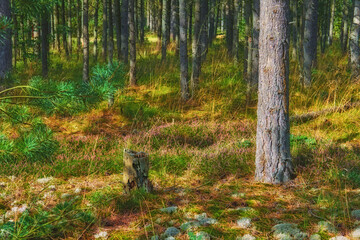 The landscape view of woodland with green trees in a forest. Trunks of young oak or spruce trees growing outside wilderness in nature. A serene peaceful natural view to explore on an adventure.